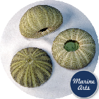 Sea Urchin - Green